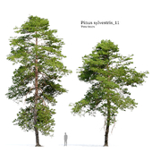 Pinus sylvestris 11