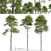 Pinus sylvestris 12