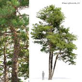 Pinus sylvestris 13