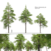 Pinus sylvestris 14