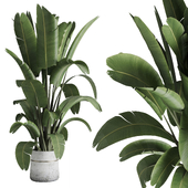 Corner Plant - Pot plant ravenala tree for the corner - indoor plant set 429