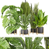 Collection plant vol 537 - banana - peace lily - palm - hanging