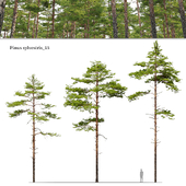Pinus sylvestris 15