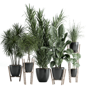 indoor plant - set 56