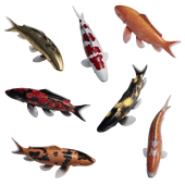 Koi Fish for Ponds and Lakes (Med-Poly)