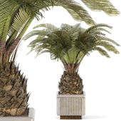 Sago Palm Indoor Set -17