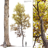 Autumn locust tree 02