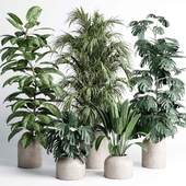 indoor plant set 430 pot plant palm ficus rubbery monstera concrete dirt vase