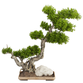 Bonsai Tree 232