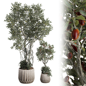 Decorative Olive Bonsai Tree and Ivy Bush in Pot 233