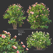 Rose bush 04