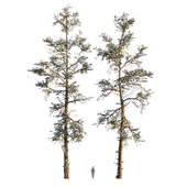 Tall pine trees in the snow