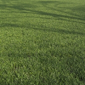 Газонная, стриженная трава #2