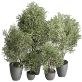 Set of trees and bushes in pots - Outdoor plants set 184 corona