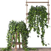 Ivy Plant Set -25