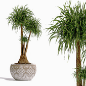 Beaucarnea Indoor Plant Set