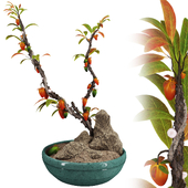 Persimmon Bonsai Tree in Vase 236