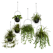 Indoor Plants Hanging Plants set62