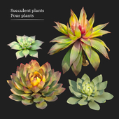 Succulent plants 03