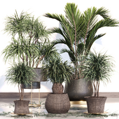 Palm Plant Set02