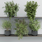 wall plant - set Indoor plant 433 plants on shelf in concrete dirty vase