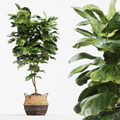 Ficus Fiddle Fig Leaf Wicker Pot Indoor Plant Set