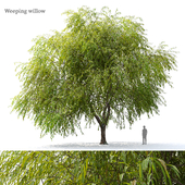 Weeping willow 04