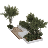 backyard and landscape garden olive tree and bush 240 Corona