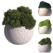 Stabilized moss in a vase