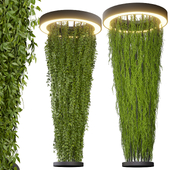 Collection plant vol 542 - ampelous - column - ivyv - fitowall