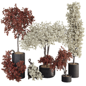 Decorative Tree Collection in Pot 244