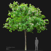 Catalpa tree 03