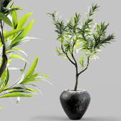 Branches in vases 24