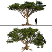 Дерево Акация / Acacia tree