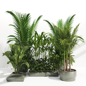 Indoor Plants set62