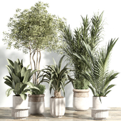 indoor plant - set 101