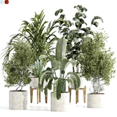 indoor plants 47
