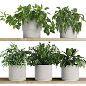 Plants on Shelf SetV8