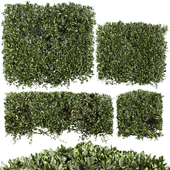 Collection plant vol 546 - bush - ivy - laurus - nobilis