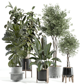 indoor plant - set 106