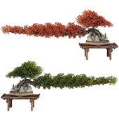 Bonsai Tree Collection 246