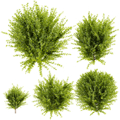 Collection plant vol 543 - wikstroemia - bush - leaf