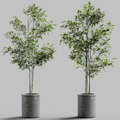 Branches in vases 26