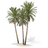 Phoenix dactylifera palm tree