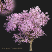 East Asian Cherry vol 239