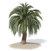 Macrosamia palm tree