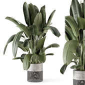 Indoor Plants  in Handmade Stone Pot - Set 1855