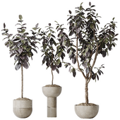 HQ HousePlants Rubber Ficus Elastica Abidjan Melany Set09