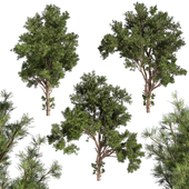 Collection plant vol 549 - tree - pine - Urban environment