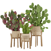 Prickly Cactus Set